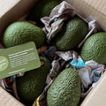 Avo Little - Box of 10