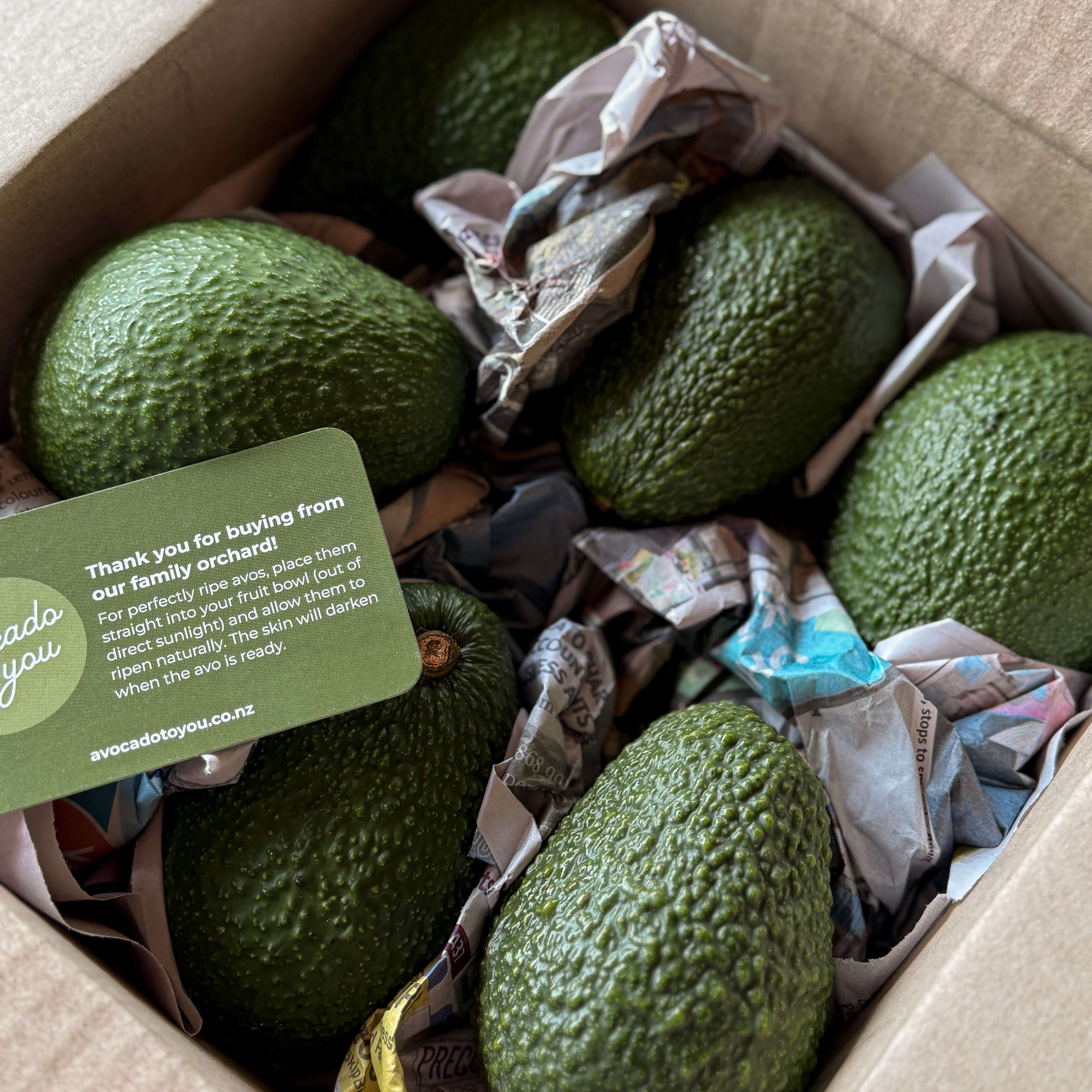 Avo Little - Box of 10
